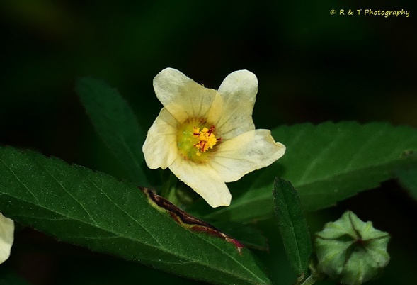 {Sida rhombifolia}